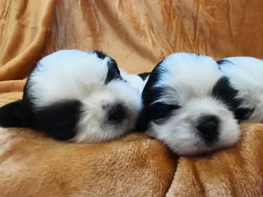 Cudowne szczenięta Shih tzu 6