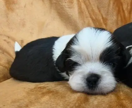 Cudowne szczenięta Shih tzu 7