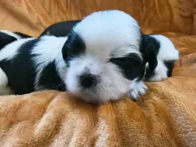 Cudowne szczenięta Shih tzu 8