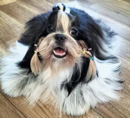 Cudowne szczenięta Shih tzu 9