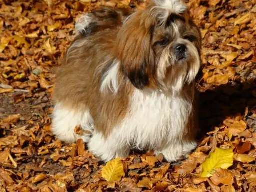 Cudowne szczenięta Shih tzu 10