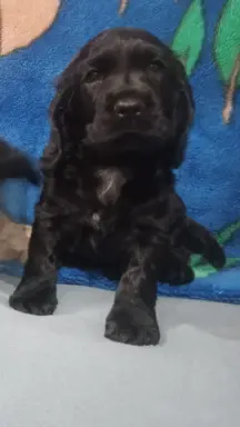 Cocker spaniel angielski 1