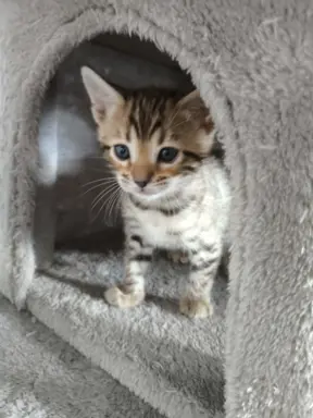 Kotki bengalskie 1