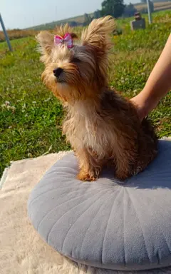 Gotowe do zmiany domku. 5