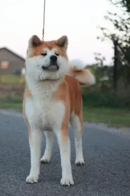 Akita Inu Japońska szczenięta ZKwP/FCI rodowód 3
