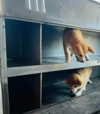 Akita Inu Japońska szczenięta ZKwP/FCI rodowód 4