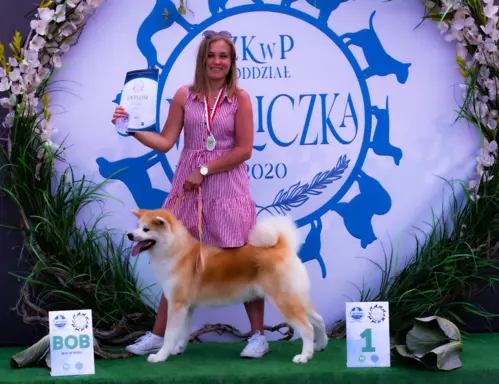 Akita Inu Japońska szczenięta ZKwP/FCI rodowód 2