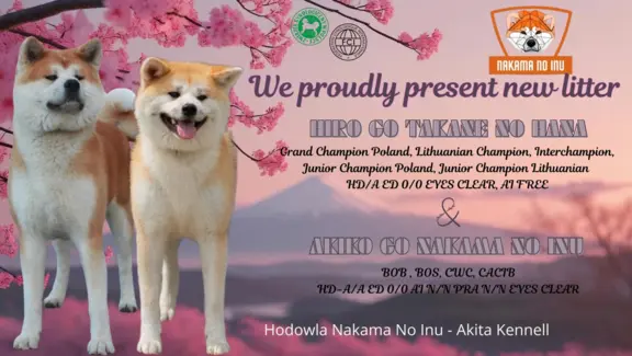 Akita Inu Japońska szczenięta ZKwP/FCI rodowód 1