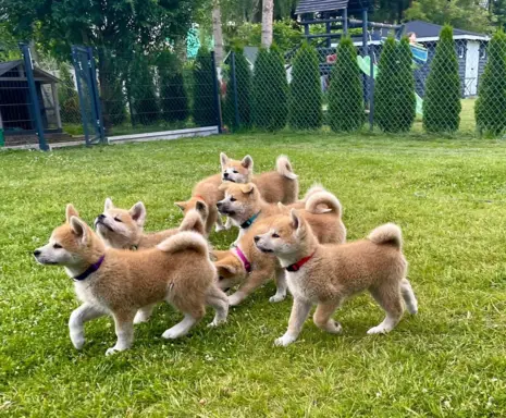 Akita Inu Japońska szczenięta ZKwP/FCI rodowód 5