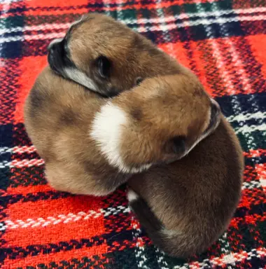 Akita Inu Japońska szczenięta ZKwP/FCI rodowód 8