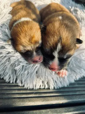 Akita Inu Japońska szczenięta ZKwP/FCI rodowód 6