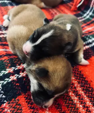 Akita Inu Japońska szczenięta ZKwP/FCI rodowód 9