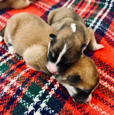 Akita Inu Japońska szczenięta ZKwP/FCI rodowód 10