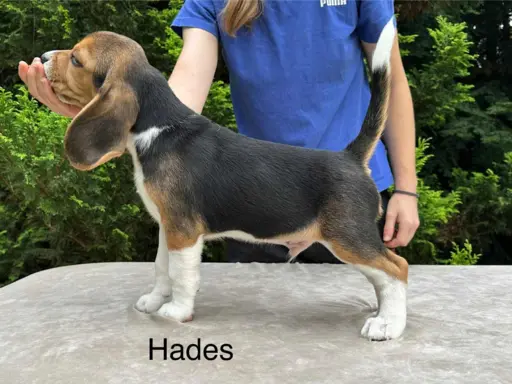 Szczenięta Beagle ZKwP FCI, Woj. Łódzkie, Samce 1