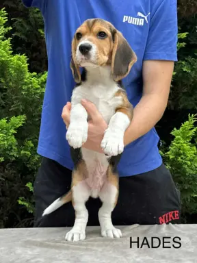 Szczenięta Beagle ZKwP FCI, Woj. Łódzkie, Samce 2