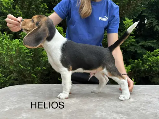 Szczenięta Beagle ZKwP FCI, Woj. Łódzkie, Samce 3