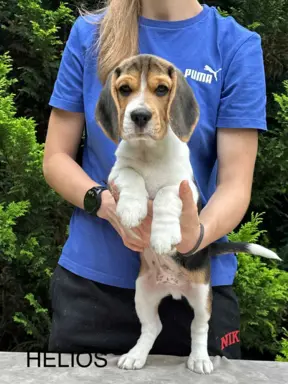 Szczenięta Beagle ZKwP FCI, Woj. Łódzkie, Samce 4