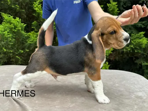 Szczenięta Beagle ZKwP FCI, Woj. Łódzkie, Samce 5