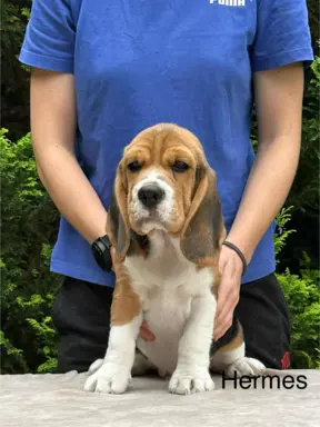 Szczenięta Beagle ZKwP FCI, Woj. Łódzkie, Samce 6