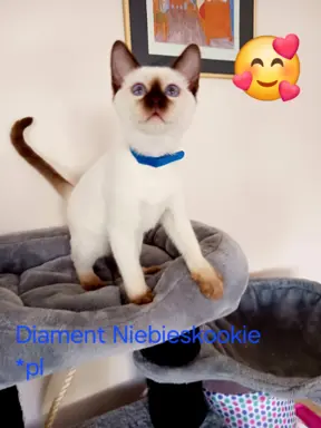 Kocurek tajski Diament z rodowodem Wcf Niebieskookie *pl 6
