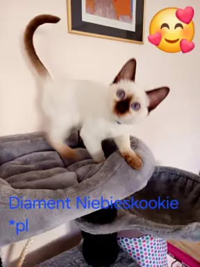 Kocurek tajski Diament z rodowodem Wcf Niebieskookie *pl 7
