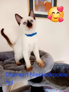 Kocurek tajski Diament z rodowodem Wcf Niebieskookie *pl 8