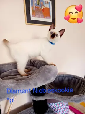 Kocurek tajski Diament z rodowodem Wcf Niebieskookie *pl 9