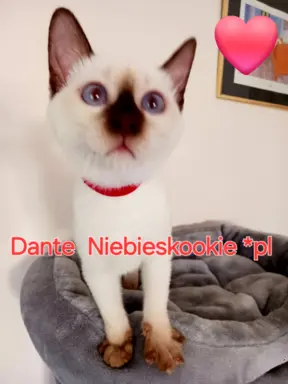 Kocurek tajski czekoladowy Dante z rodowodem Wcf Niebieskook 1