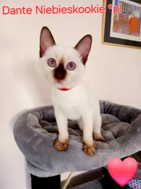 Kocurek tajski czekoladowy Dante z rodowodem Wcf Niebieskook 6