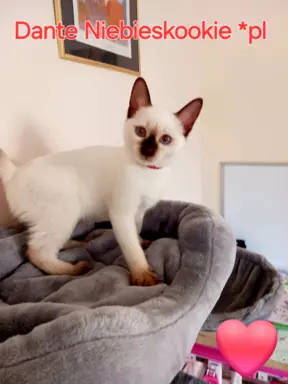 Kocurek tajski czekoladowy Dante z rodowodem Wcf Niebieskook 7