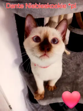 Kocurek tajski czekoladowy Dante z rodowodem Wcf Niebieskook 8