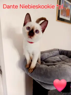 Kocurek tajski czekoladowy Dante z rodowodem Wcf Niebieskook 9