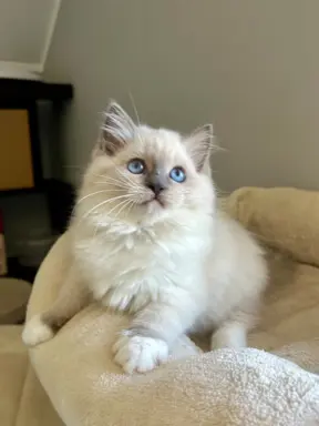 Bonnie - kotka rasy Ragdoll rodowodowa FPL/FIFe 1