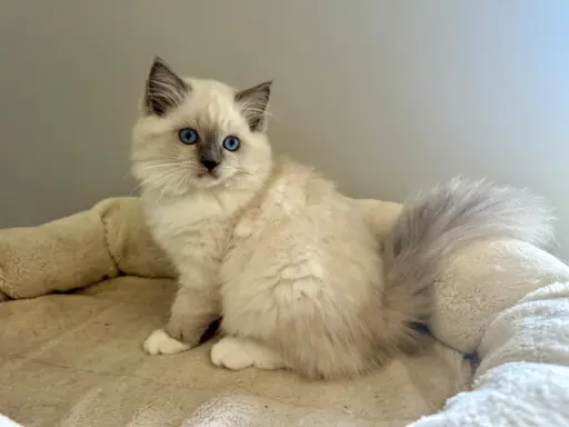 Bonnie - kotka rasy Ragdoll rodowodowa FPL/FIFe 2