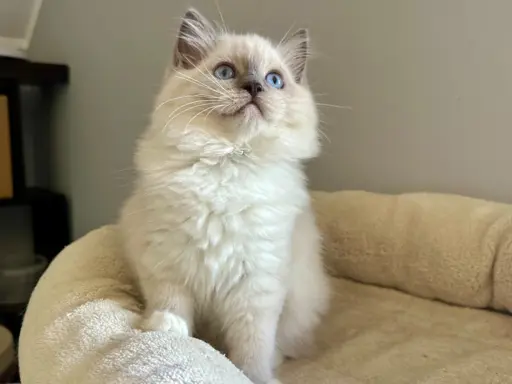 Bonnie - kotka rasy Ragdoll rodowodowa FPL/FIFe 3