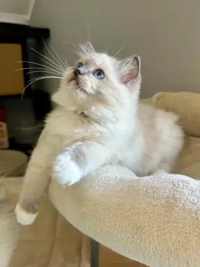 Bonnie - kotka rasy Ragdoll rodowodowa FPL/FIFe 5