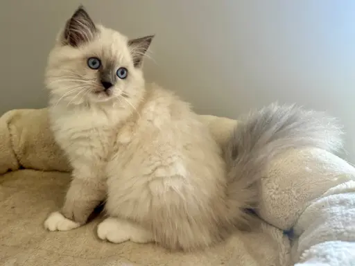 Bonnie - kotka rasy Ragdoll rodowodowa FPL/FIFe 6