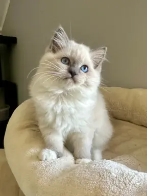 Bonnie - kotka rasy Ragdoll rodowodowa FPL/FIFe 8