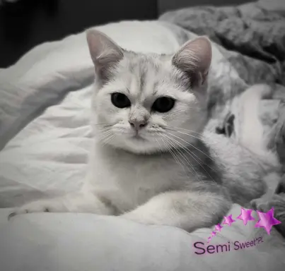 Kotki brytyjskie kocięta srebrne kocurki 10