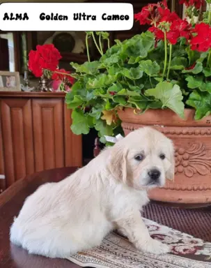 Golden Retriver FCI Potomkowie Championów 6