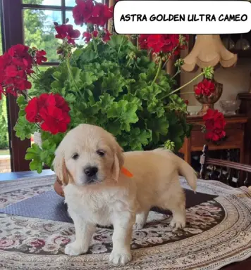 Golden Retriver FCI Potomkowie Championów 7