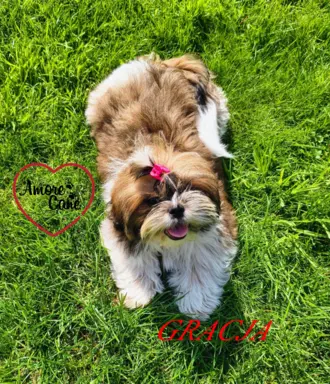 Pięka sunia shih tzu- GRACJA. 2