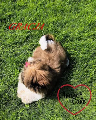 Pięka sunia shih tzu- GRACJA. 4
