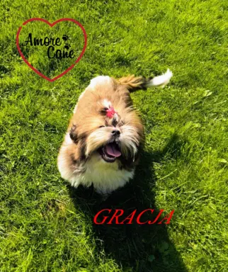 Pięka sunia shih tzu- GRACJA. 1