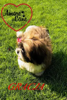 Pięka sunia shih tzu- GRACJA. 3
