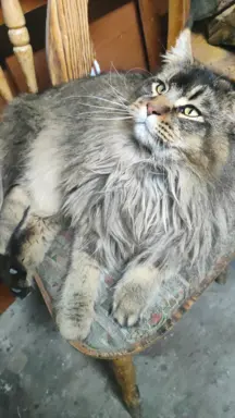 Kocurek Maine Coon 3