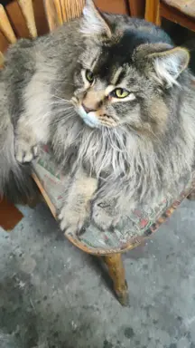 Kocurek Maine Coon 4