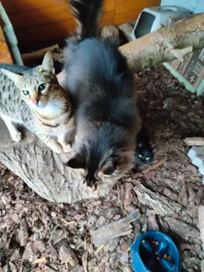 Kocurek Maine Coon 5