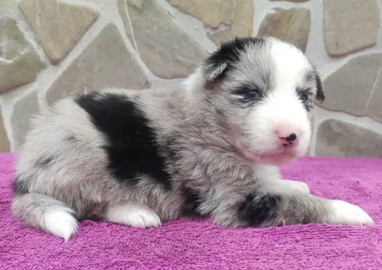 Samiec BORDER COLLIE z Hodowli - Rasowy z pełną dok. 2