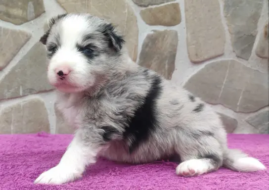 Samiec BORDER COLLIE z Hodowli - Rasowy z pełną dok. 3